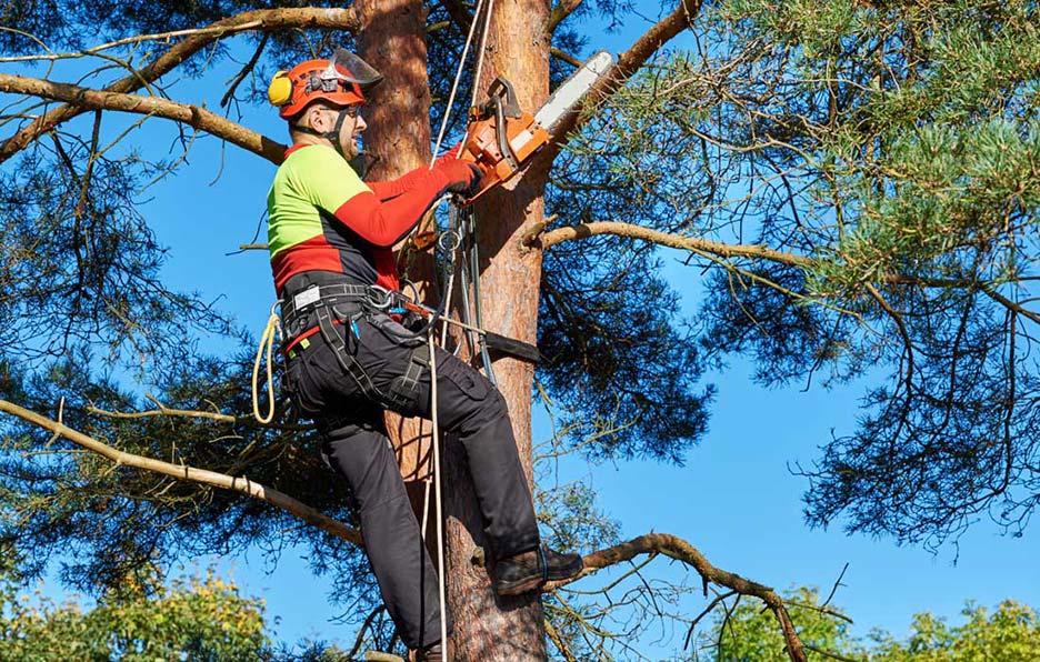 McNeely Tree Service, Inc. Tree Expert